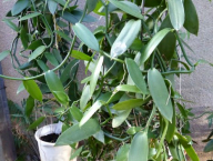 Vanilla planifolia, vanilka pravá